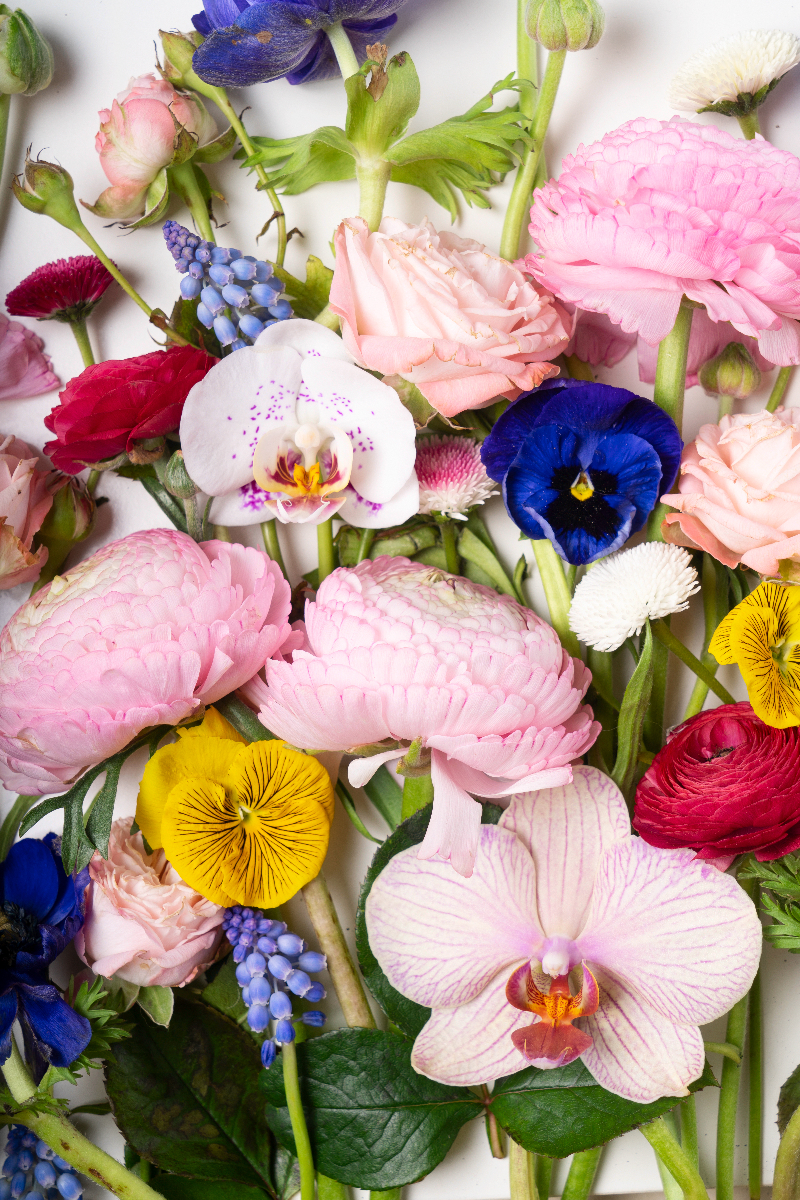 ranunculus-flat-lay-composition-2024-10-19-09-36-54-utc