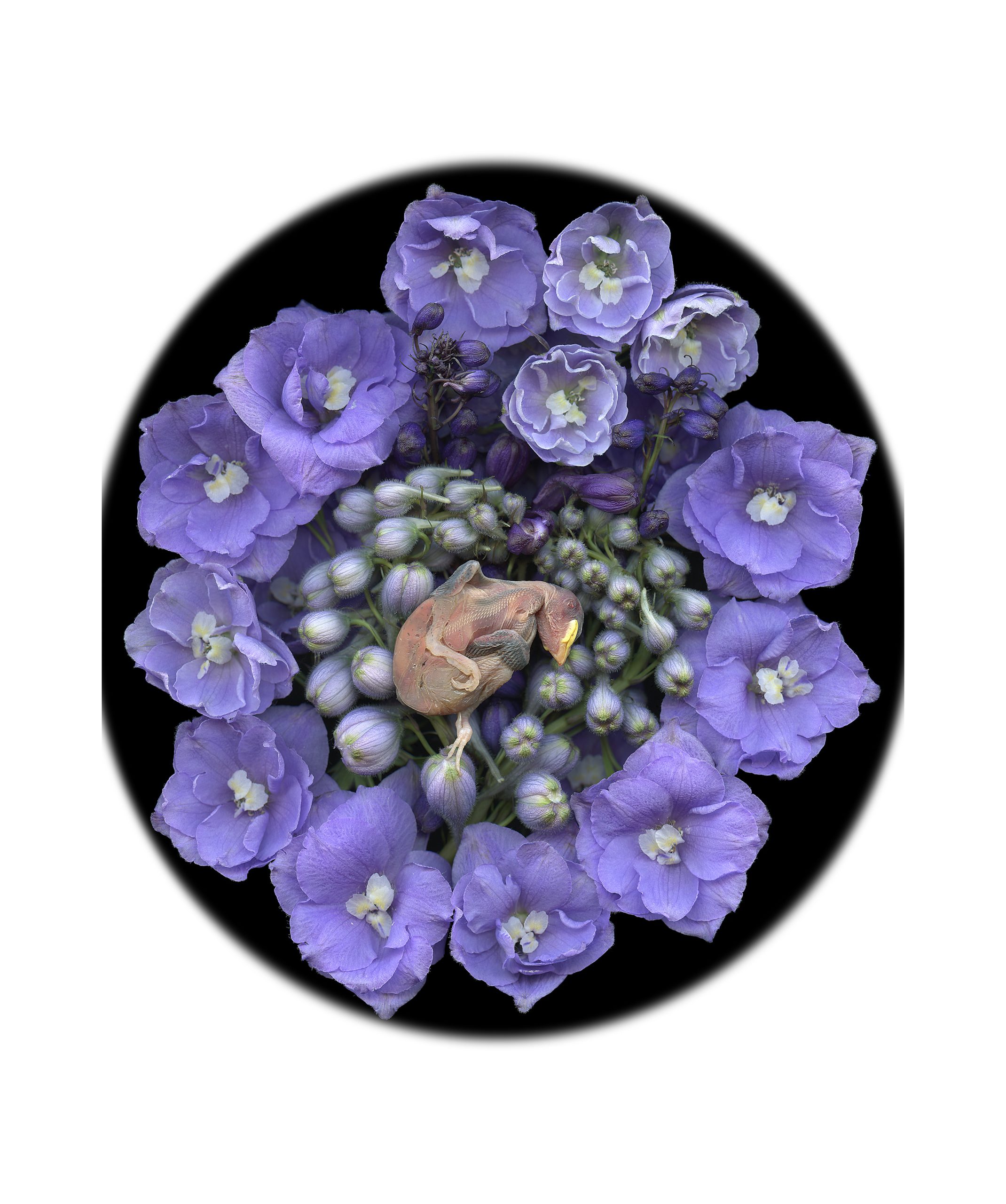 embryonic stained glassmall