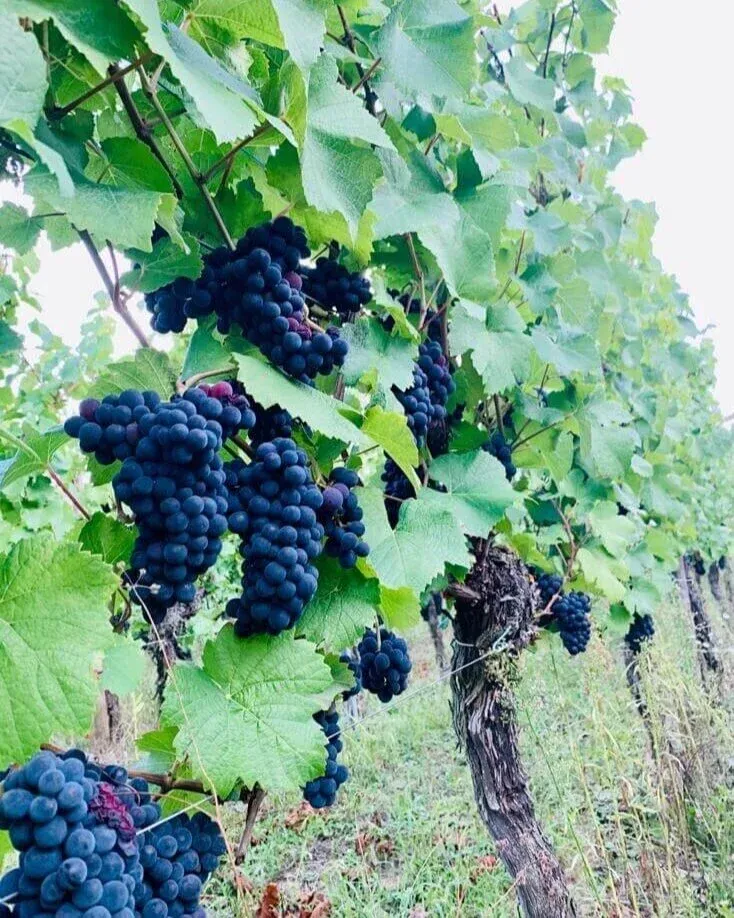 imgi_7_PinotNoir_vendanges_2020JPG