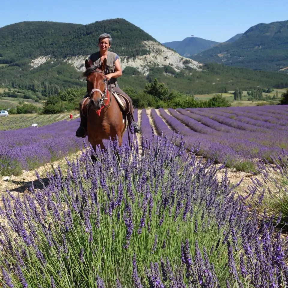 imgi_51_Randonnees-a-cheval-en-Provence5d51abe8adc1b