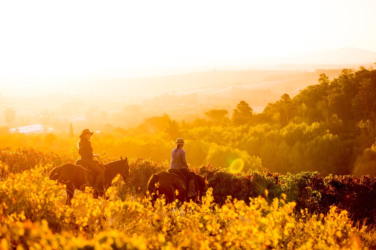 imgi_56_CapeWinelands-TCunniffe10
